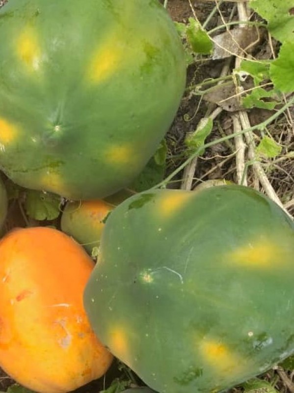 Malkia F1 papaya from Tanzania